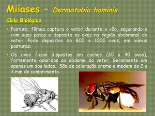 Ciclo Biológico 
Postura: fêmea captura o vetor durante o vôo, segurando-o com suas patas e deposita os ovos na região abdominal do vetor. Pode depositar de 800 e 1000 ovos, em várias posturas. 
Os ovos ficam dispostos em cachos (30 a 40 ovos), fortemente aderidos ao abdome do vetor. Geralmente em apenas um dos lados. São de coloração creme e medem de 2 a 3 mm de comprimento. Miíases – Dermatobia hominis  