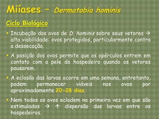Ciclo Biológico 
Incubação dos ovos de D. hominis sobre seus vetores  alta viabilidade: ovos protegidos, particularmente contra a dessecação. 
A posição dos ovos permite que os opérculos entrem em contato com a pele do hospedeiro quando os vetores pousarem. 
A eclosão das larvas ocorre em uma semana, entretanto, podem permanecer viáveis nos ovos por aproximadamente 20-28 dias. 
Nem todos os ovos eclodem na primeira vez em que são estimulados   dispersão das larvas entre os hospedeiros. Miíases – Dermatobia hominis  