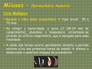 Ciclo Biológico 
Bovinos e cães (mais acometidos)  fase larval: 35 a 70 dias. 
Ao atingir a maturidade, a larva L3 (18-24 mm de comprimento), abandona o hospedeiro, arrastando-se através do orifício respiratório, que é alargado para essa finalidade. 
A saída das larvas ocorre geralmente durante o período noturno e/ou nas primeiras horas da manhã  diminui a dessecação e possíveis ataques de predadores. Miíases – Dermatobia hominis  