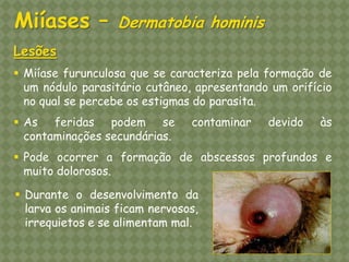 Lesões 
Miíase furunculosa que se caracteriza pela formação de um nódulo parasitário cutâneo, apresentando um orifício no qual se percebe os estigmas do parasita. 
As feridas podem se contaminar devido às contaminações secundárias. 
Pode ocorrer a formação de abscessos profundos e muito dolorosos. 
Durante o desenvolvimento da larva os animais ficam nervosos, irrequietos e se alimentam mal. Miíases – Dermatobia hominis  