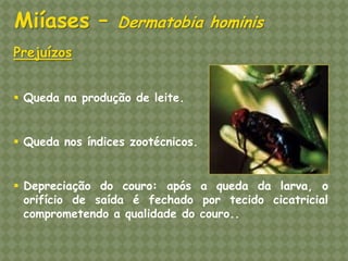 Prejuízos 
Queda na produção de leite. 
Queda nos índices zootécnicos. 
Depreciação do couro: após a queda da larva, o orifício de saída é fechado por tecido cicatricial comprometendo a qualidade do couro.. Miíases – Dermatobia hominis  