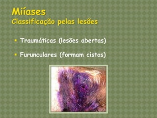 Miíases Classificação pelas lesões 
Traumáticas (lesões abertas) 
Furunculares (formam cistos)  