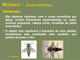 Morfologia: 
São dípteros robustos, com o corpo revestidos por pêlos, cerdas fracamente desenvolvidas ou nulas, antenas pequenas, cabeça curta, revestida de pêlos amarelados. 
O adulto tem aparência e tamanho de uma abelha, semelhança esta acentuada pelo zumbido que produz durante o vôo. G. intestinalis Miíases – Gasterophilidae  