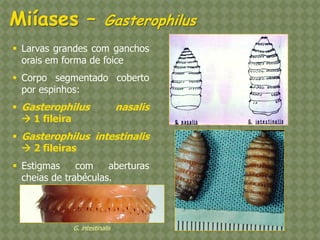 Larvas grandes com ganchos orais em forma de foice 
Corpo segmentado coberto por espinhos: 
Gasterophilus nasalis  1 fileira 
Gasterophilus intestinalis  2 fileiras 
Estigmas com aberturas cheias de trabéculas. G. intestinalis 
Miíases – Gasterophilus  