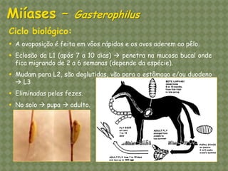 Ciclo biológico: 
A ovoposição é feita em vôos rápidos e os ovos aderem ao pêlo. 
Eclosão da L1 (após 7 a 10 dias)  penetra na mucosa bucal onde fica migrando de 2 a 6 semanas (depende da espécie). 
Mudam para L2, são deglutidas, vão para o estômago e/ou duodeno  L3 
Eliminadas pelas fezes. 
No solo  pupa  adulto. Miíases – Gasterophilus  