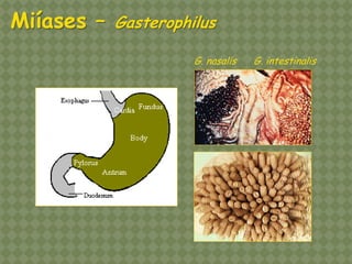 G. nasalis G. intestinalis Miíases – Gasterophilus  