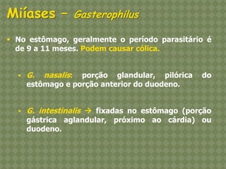 No estômago, geralmente o período parasitário é de 9 a 11 meses. Podem causar cólica. 
G. nasalis: porção glandular, pilórica do estômago e porção anterior do duodeno. 
G. intestinalis  fixadas no estômago (porção gástrica aglandular, próximo ao cárdia) ou duodeno. Miíases – Gasterophilus  