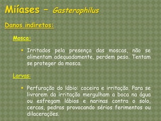 Danos indiretos: Mosca: 
Irritados pela presença das moscas, não se alimentam adequadamente, perdem peso. Tentam se proteger da mosca. Larvas: 
Perfuração do lábio: coceira e irritação. Para se livrarem da irritação mergulham a boca na água ou esfregam lábios e narinas contra o solo, cercas, pedras provocando sérios ferimentos ou dilacerações. 
Miíases – Gasterophilus  