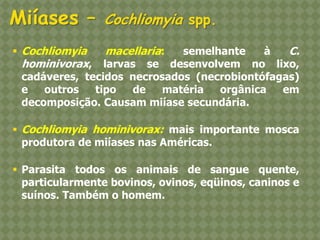 Cochliomyia macellaria: semelhante à C. hominivorax, larvas se desenvolvem no lixo, cadáveres, tecidos necrosados (necrobiontófagas) e outros tipo de matéria orgânica em decomposição. Causam miíase secundária. 
Cochliomyia hominivorax: mais importante mosca produtora de miíases nas Américas. 
Parasita todos os animais de sangue quente, particularmente bovinos, ovinos, eqüinos, caninos e suínos. Também o homem. Miíases – Cochliomyia spp.  