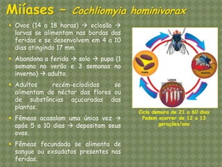 Ovos (14 a 18 horas)  eclosão  larvas se alimentam nas bordas das feridas e se desenvolvem em 4 a 10 dias atingindo 17 mm. 
Abandona a ferida  solo  pupa (1 semana no verão e 3 semanas no inverno)  adulto. 
Adultos recém-eclodidos se alimentam de néctar das flores ou de substâncias açucaradas das plantas. 
Fêmeas acasalam uma única vez  após 5 a 10 dias  depositam seus ovos. 
Fêmeas fecundada se alimenta de sangue ou exsudatos presentes nas feridas. Ciclo demora de 21 a 60 dias Podem ocorrer de 12 a 13 gerações/ano Miíases – Cochliomyia hominivorax  