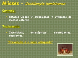 Controle: 
Estados Unidos  erradicação  utilização de machos estéreis. Tratamento: 
Inseticidas, antissépticos, cicatrizantes, repelentes. “Prevenção é o mais adequado” Miíases – Cochliomyia hominivorax  