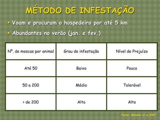 MÉTODO DE INFESTAÇÃO 
 Voam e procuram o hospedeiro por até 5 km 
 Abundantes no verão (jan. e fev.) 
Nº. de moscas por animal Grau de infestação Nível de Prejuízo Até 50 Baixo Pouco 50 a 200 Médio Tolerável > de 200 Alto Alto Fonte: Molento et al.2007  