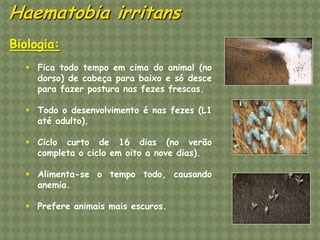 Biologia: 
Fica todo tempo em cima do animal (no dorso) de cabeça para baixo e só desce para fazer postura nas fezes frescas. 
Todo o desenvolvimento é nas fezes (L1 até adulto). 
Ciclo curto de 16 dias (no verão completa o ciclo em oito a nove dias). 
Alimenta-se o tempo todo, causando anemia. 
Prefere animais mais escuros. Haematobia irritans  