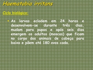 Ciclo biológico: 
As larvas eclodem em 24 horas e desenvolvem-se durante três dias, mudam para pupas e após seis dias emergem os adultos (moscas) que ficam no corpo dos animais de cabeça para baixo e põem até 180 ovos cada. Haematobia irritans  