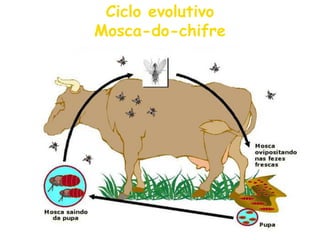 Ciclo evolutivo Mosca-do-chifre  