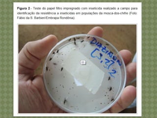 Dípteros   miíases - moscas