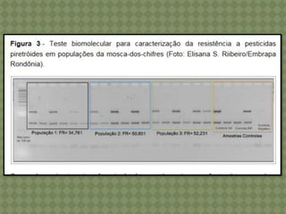 Dípteros   miíases - moscas