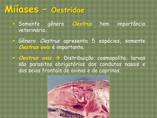 Miíases – Oestridae 
Somente gênero Oestrus tem importância veterinária. 
Gênero Oestrus apresenta 5 espécies, somente Oestrus ovis é importante. 
Oestrus ovis  Distribuição cosmopolita, larvas são parasitos obrigatórios dos condutos nasais e dos seios frontais de ovinos e de caprinos.  