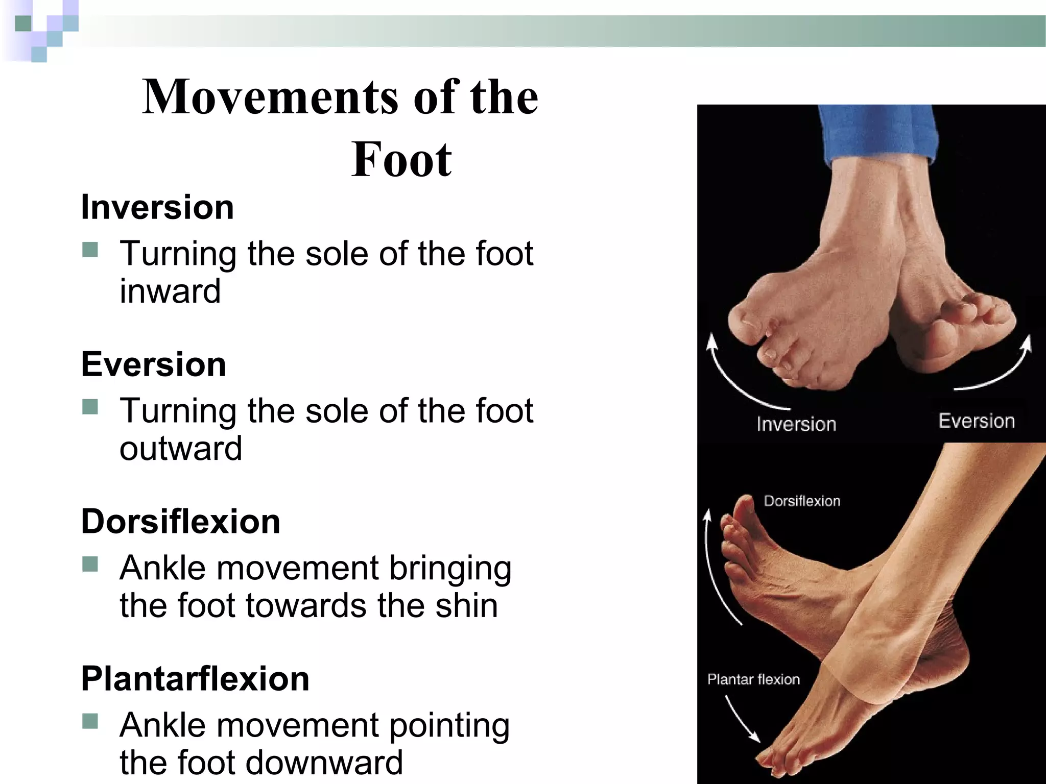 Introduction to Anatomy | PPT