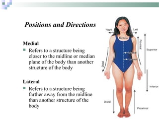 Introduction to Anatomy | PPT