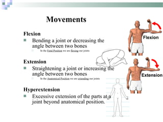 Flection Introduction to Anatomy | PPT