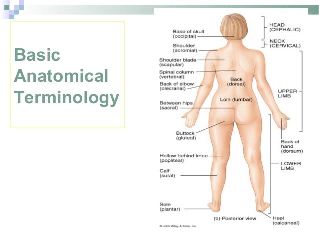 Introduction To Anatomy Introduction To Anatomy