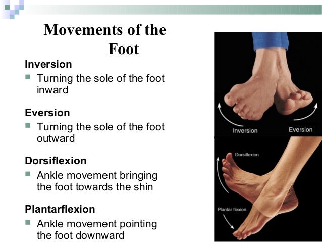 Introduction to Anatomy