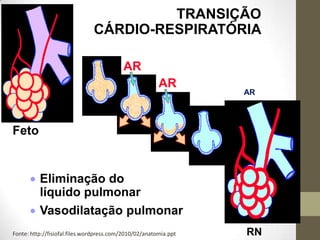 AR
AR
AR
TRANSIÇÃO
CÁRDIO-RESPIRATÓRIA
Eliminação do
líquido pulmonar
Vasodilatação pulmonar
Feto
RNFonte: http://fisiofal.files.wordpress.com/2010/02/anatomia.ppt
 