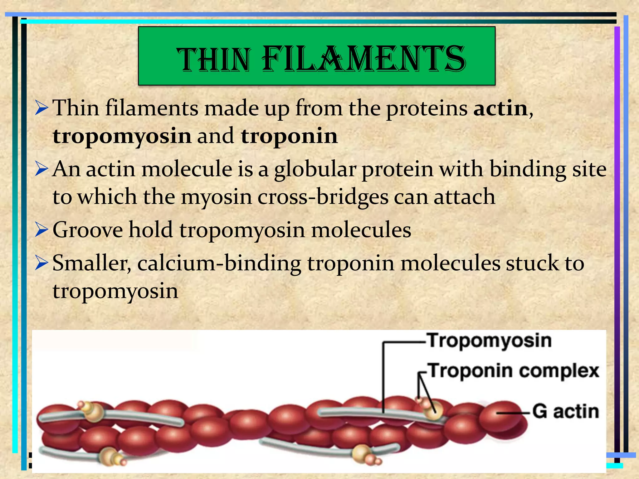 Thin filaments made up from the proteins actin,
tropomyosin and troponin
An actin molecule is a globular protein with binding site
to which the myosin cross-bridges can attach
Groove hold tropomyosin molecules
Smaller, calcium-binding troponin molecules stuck to
tropomyosin
Thin filaments
 