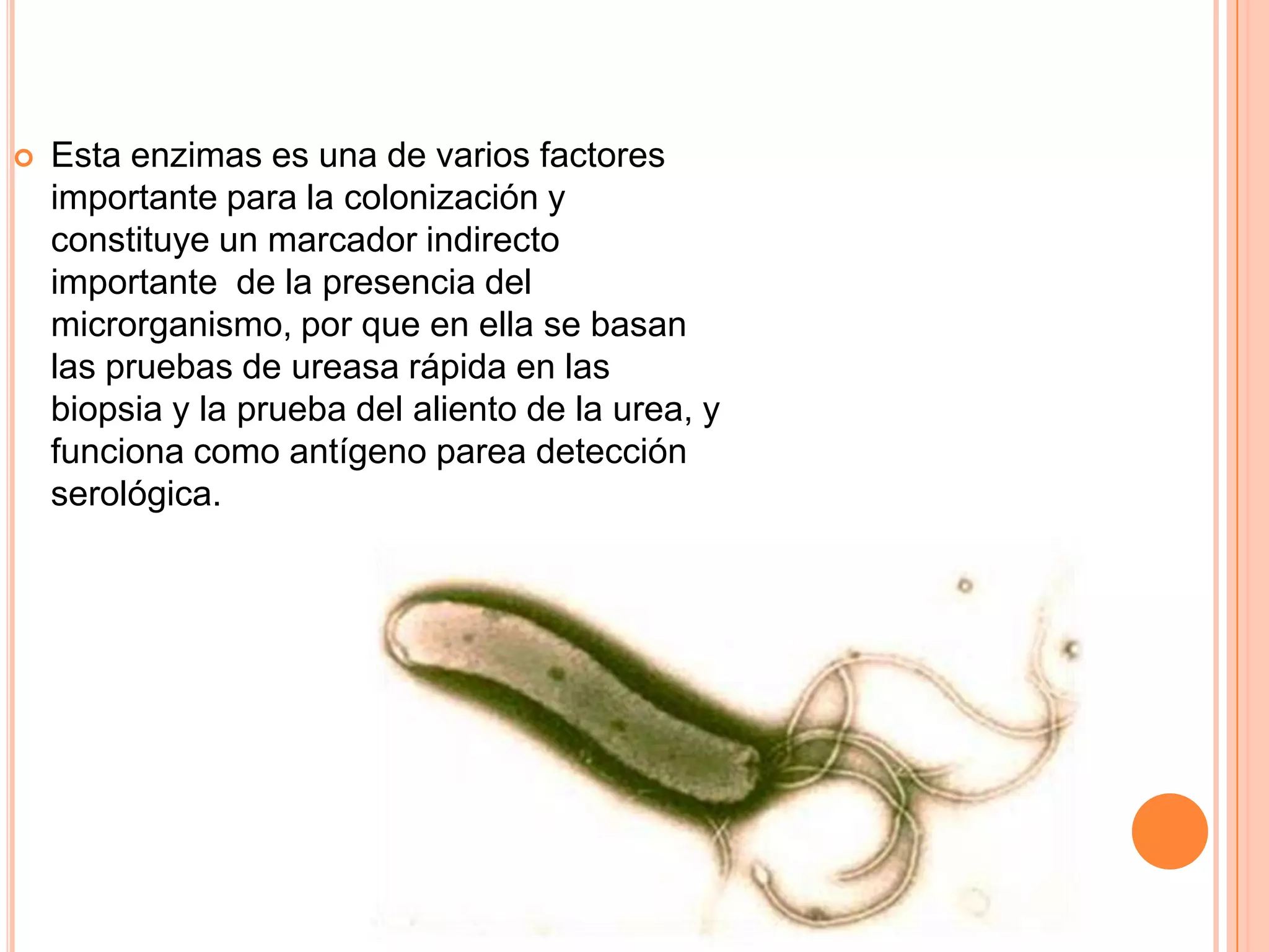  Esta enzimas es una de varios factores
importante para la colonización y
constituye un marcador indirecto
importante de la presencia del
microrganismo, por que en ella se basan
las pruebas de ureasa rápida en las
biopsia y la prueba del aliento de la urea, y
funciona como antígeno parea detección
serológica.
 