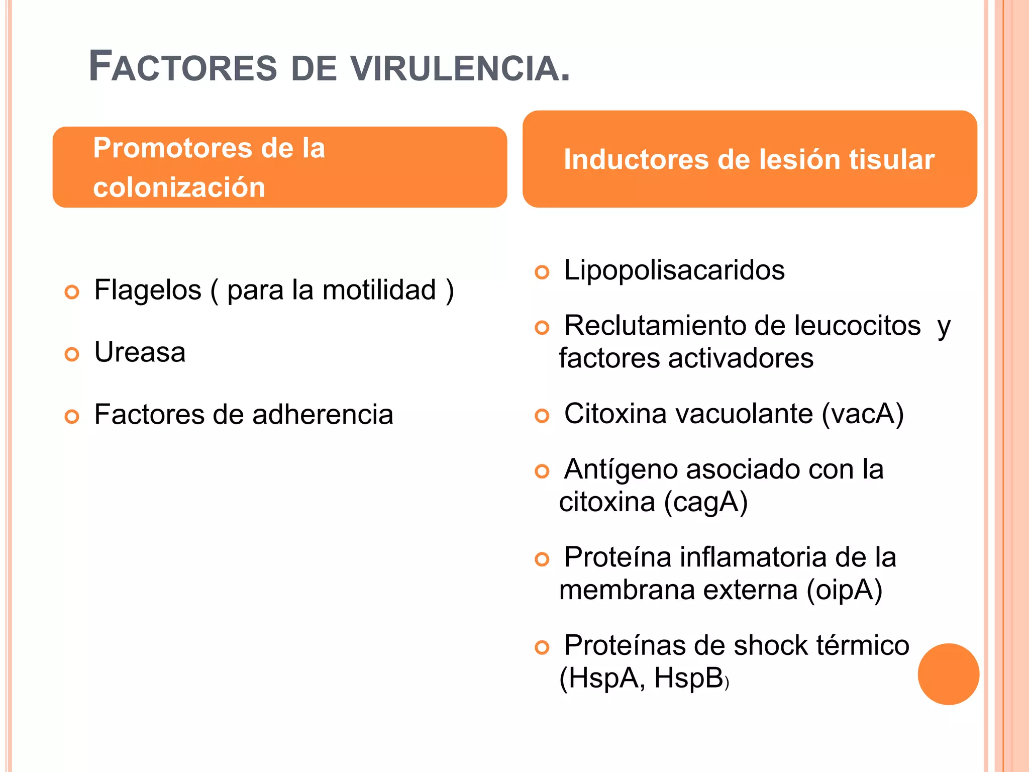 FACTORES DE VIRULENCIA.
 Flagelos ( para la motilidad )
 Ureasa
 Factores de adherencia
 Lipopolisacaridos
 Reclutamiento de leucocitos y
factores activadores
 Citoxina vacuolante (vacA)
 Antígeno asociado con la
citoxina (cagA)
 Proteína inflamatoria de la
membrana externa (oipA)
 Proteínas de shock térmico
(HspA, HspB)
Promotores de la
colonización
Inductores de lesión tisular
 