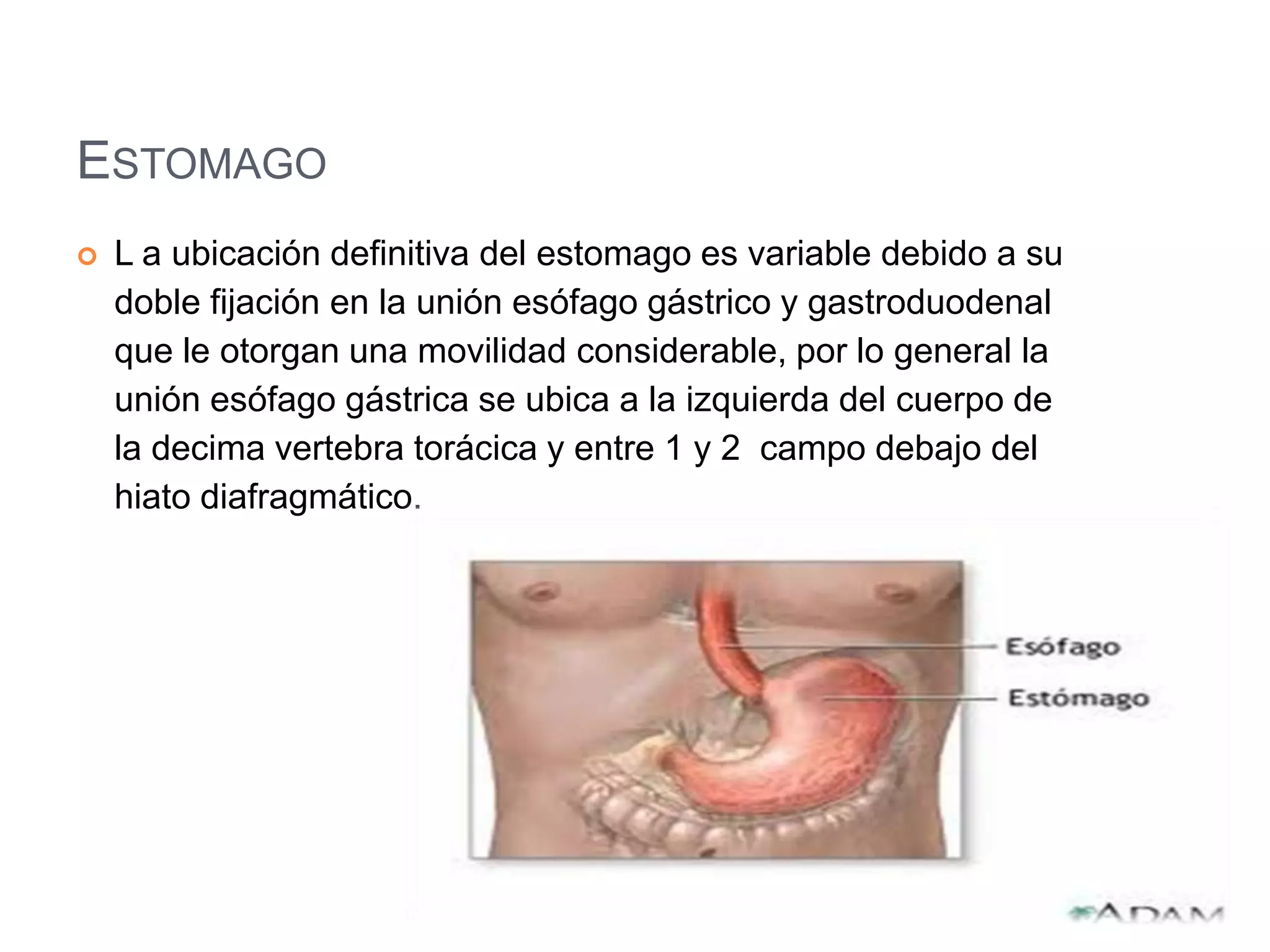 ESTOMAGO
 L a ubicación definitiva del estomago es variable debido a su
doble fijación en la unión esófago gástrico y gastroduodenal
que le otorgan una movilidad considerable, por lo general la
unión esófago gástrica se ubica a la izquierda del cuerpo de
la decima vertebra torácica y entre 1 y 2 campo debajo del
hiato diafragmático.
 