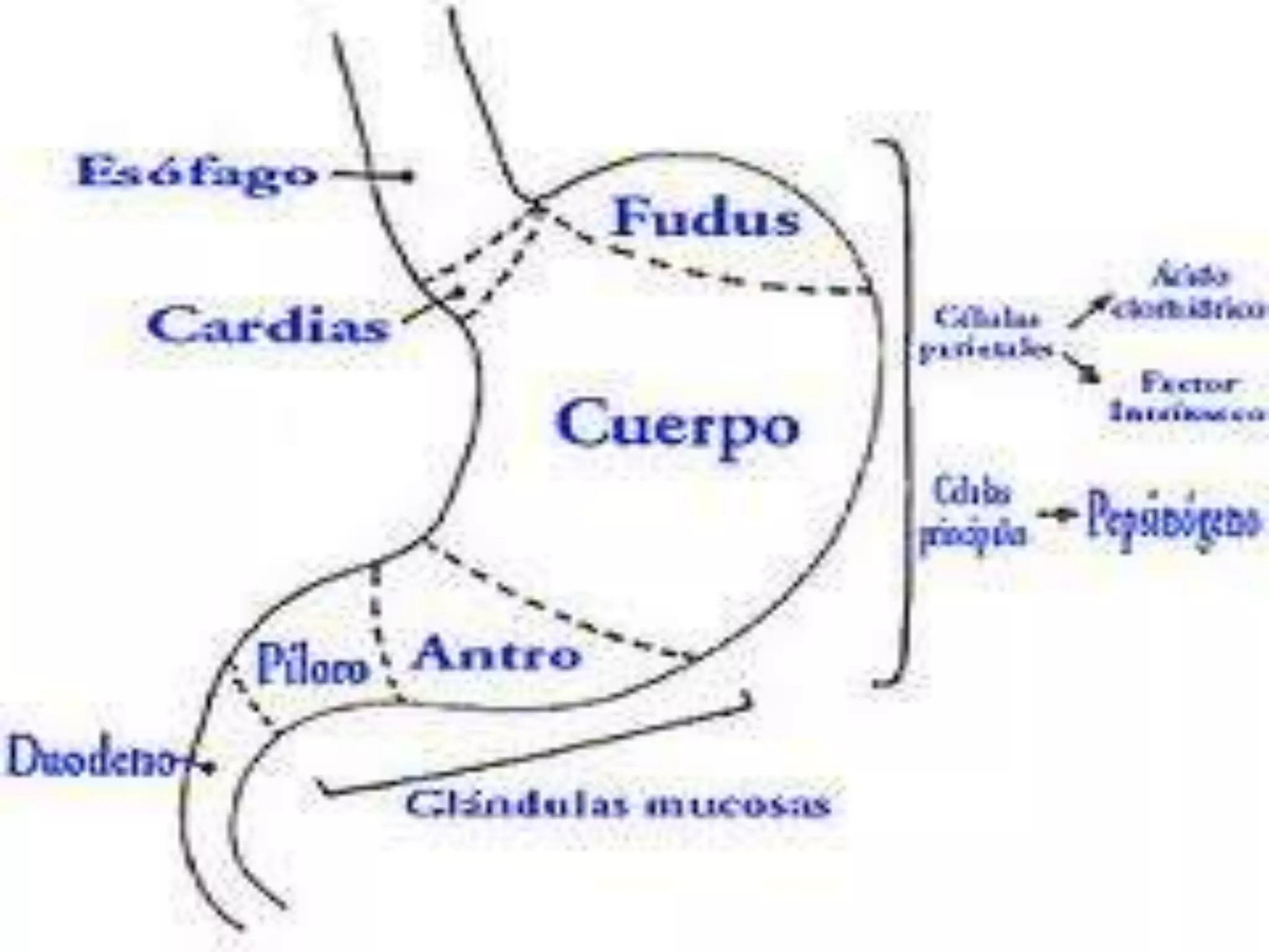 ANATOMIA DEL ESTOMAGO
 