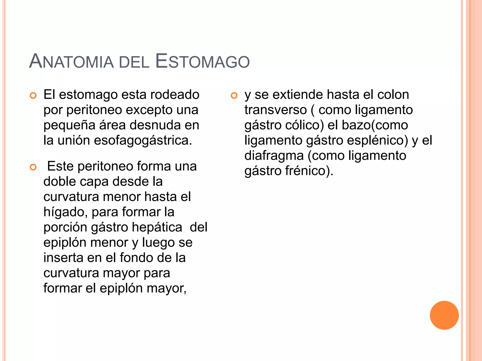 ANATOMIA DEL ESTOMAGO
 El estomago esta rodeado
por peritoneo excepto una
pequeña área desnuda en
la unión esofagogástrica.
 Este peritoneo forma una
doble capa desde la
curvatura menor hasta el
hígado, para formar la
porción gástro hepática del
epiplón menor y luego se
inserta en el fondo de la
curvatura mayor para
formar el epiplón mayor,
 y se extiende hasta el colon
transverso ( como ligamento
gástro cólico) el bazo(como
ligamento gástro esplénico) y el
diafragma (como ligamento
gástro frénico).
 