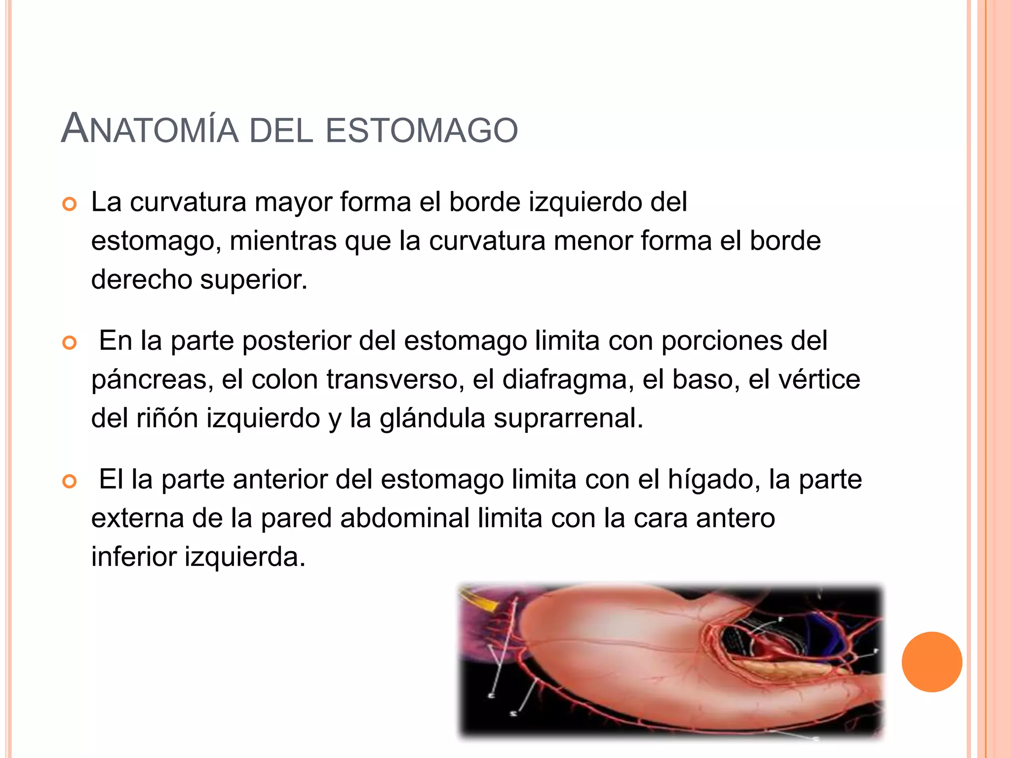 ANATOMÍA DEL ESTOMAGO
 La curvatura mayor forma el borde izquierdo del
estomago, mientras que la curvatura menor forma el borde
derecho superior.
 En la parte posterior del estomago limita con porciones del
páncreas, el colon transverso, el diafragma, el baso, el vértice
del riñón izquierdo y la glándula suprarrenal.
 El la parte anterior del estomago limita con el hígado, la parte
externa de la pared abdominal limita con la cara antero
inferior izquierda.
 