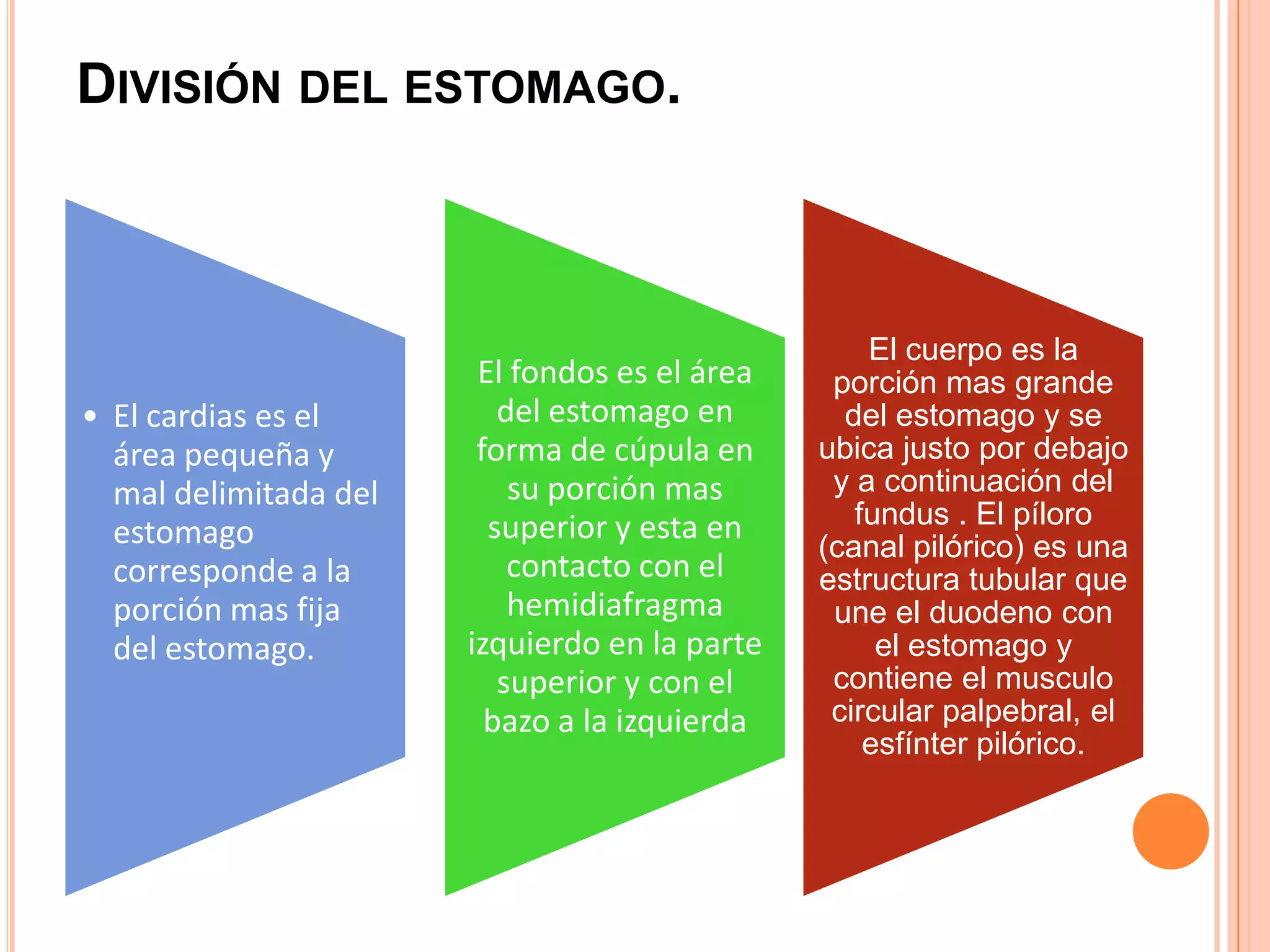 DIVISIÓN DEL ESTOMAGO.
• El cardias es el
área pequeña y
mal delimitada del
estomago
corresponde a la
porción mas fija
del estomago.
El fondos es el área
del estomago en
forma de cúpula en
su porción mas
superior y esta en
contacto con el
hemidiafragma
izquierdo en la parte
superior y con el
bazo a la izquierda
El cuerpo es la
porción mas grande
del estomago y se
ubica justo por debajo
y a continuación del
fundus . El píloro
(canal pilórico) es una
estructura tubular que
une el duodeno con
el estomago y
contiene el musculo
circular palpebral, el
esfínter pilórico.
 