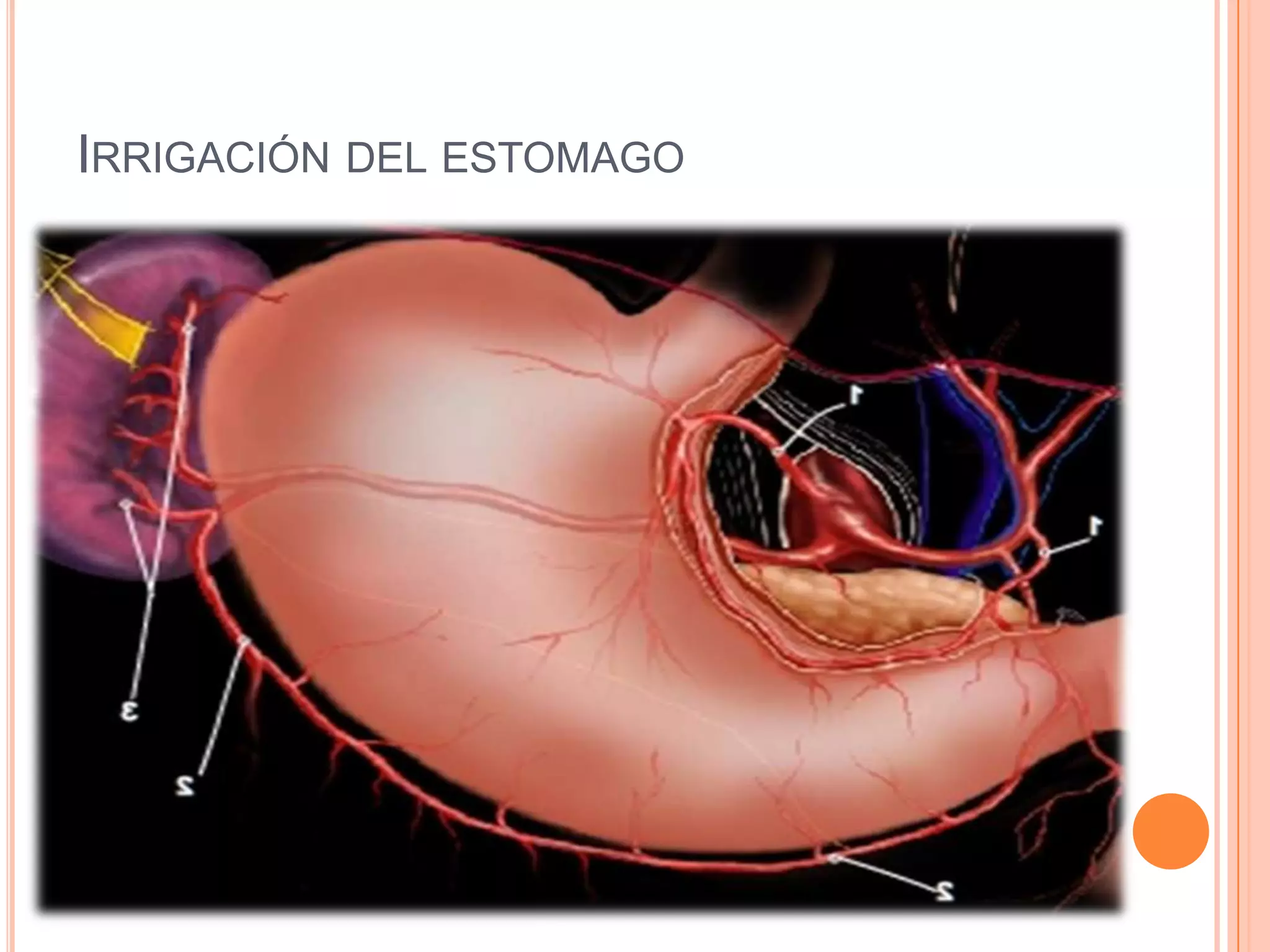 IRRIGACIÓN DEL ESTOMAGO
 