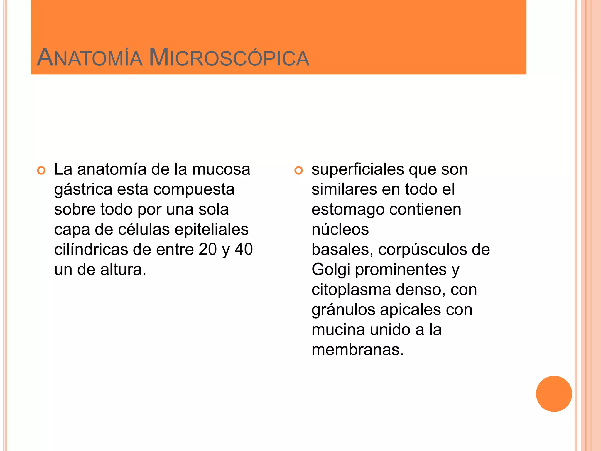 ANATOMÍA MICROSCÓPICA
 La anatomía de la mucosa
gástrica esta compuesta
sobre todo por una sola
capa de células epiteliales
cilíndricas de entre 20 y 40
un de altura.
 superficiales que son
similares en todo el
estomago contienen
núcleos
basales, corpúsculos de
Golgi prominentes y
citoplasma denso, con
gránulos apicales con
mucina unido a la
membranas.
 
