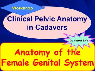 Dr. Gamal Said 1
Anatomy of the
Female Genital System
Clinical Pelvic Anatomy
in Cadavers
Dr. Gamal Said
Workshop
 