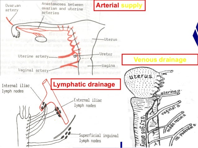 dr-gamal-presentation
