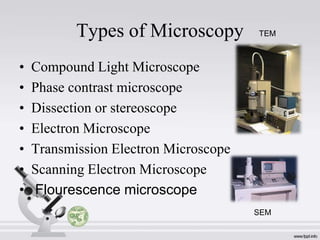 Types of Microscopy
•
•
•
•
•
•
•

TEM

Compound Light Microscope
Phase contrast microscope
Dissection or stereoscope
Electron Microscope
Transmission Electron Microscope
Scanning Electron Microscope
Flourescence microscope
SEM

 