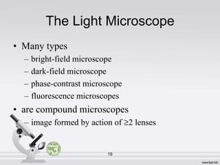 The Light Microscope
• Many types
–
–
–
–

bright-field microscope
dark-field microscope
phase-contrast microscope
fluorescence microscopes

• are compound microscopes
– image formed by action of 2 lenses

19

 