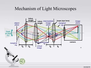 Mechanism of Light Microscopes

 