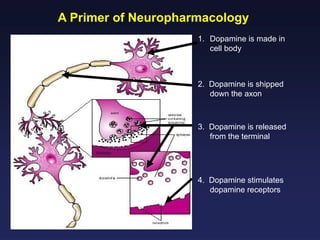 A Primer of Neuropharmacology
1. Dopamine is made in
cell body

2. Dopamine is shipped
down the axon

3. Dopamine is released
from the terminal

4. Dopamine stimulates
dopamine receptors

 