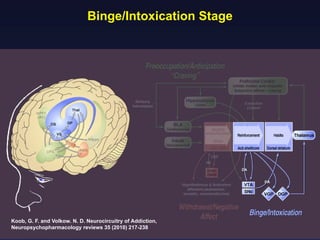 Binge/Intoxication Stage

Koob, G. F. and Volkow. N. D. Neurocircuitry of Addiction,
Neuropsychopharmacology reviews 35 (2010) 217-238

 
