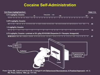 Cocaine Self-Administration

From: Caine SB, Lintz R and Koob GF. in Sahgal A (ed) Behavioural Neuroscience: A Practical Approach, vol. 2,
IRL Press, Oxford, 1993, pp. 117-143.

 