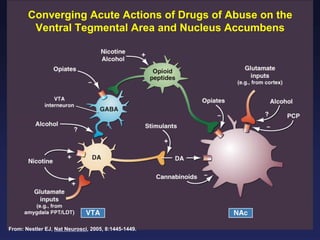 Converging Acute Actions of Drugs of Abuse on the
Ventral Tegmental Area and Nucleus Accumbens

From: Nestler EJ, Nat Neurosci, 2005, 8:1445-1449.

 