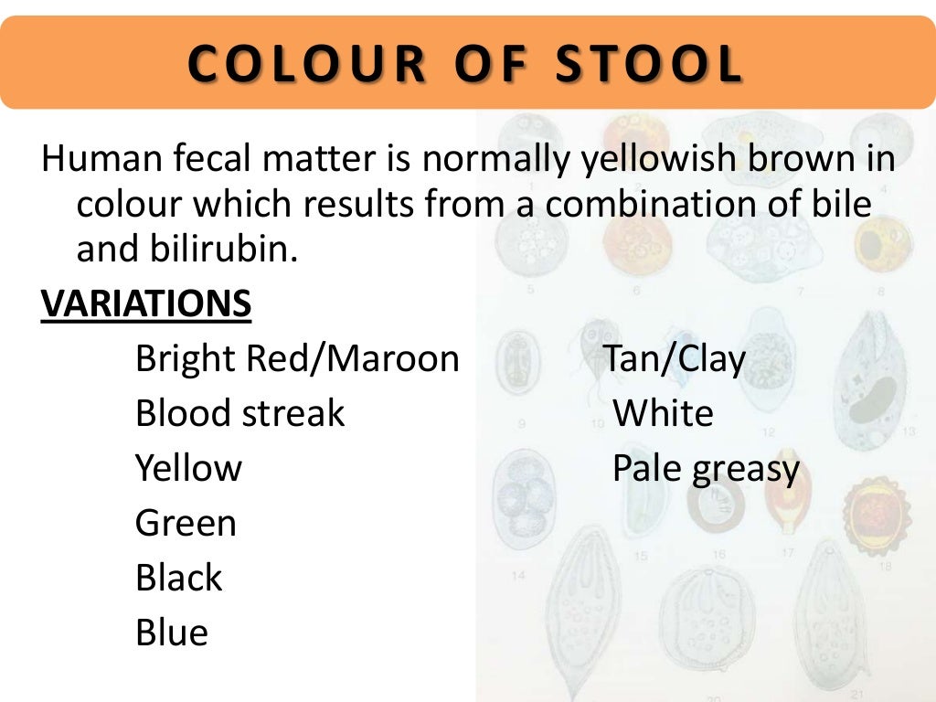 Define Stool Examination at Misti Temple blog