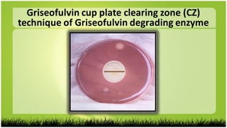 Griseofulvin cup plate clearing zone (CZ)
technique of Griseofulvin degrading enzyme
 