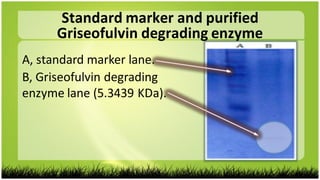 Standard marker and purified
Griseofulvin degrading enzyme
A, standard marker lane.
B, Griseofulvin degrading
enzyme lane (5.3439 KDa).
 